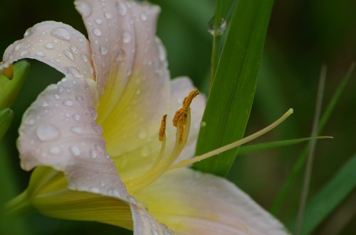 lily  flower  rain