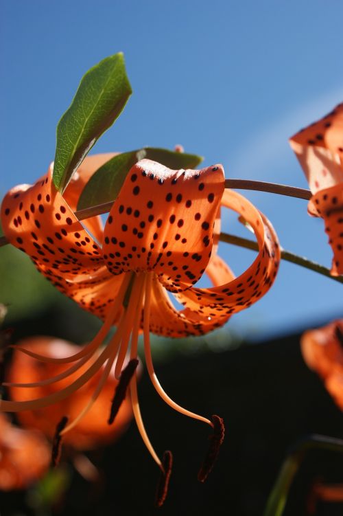 lily tiger lily daylily