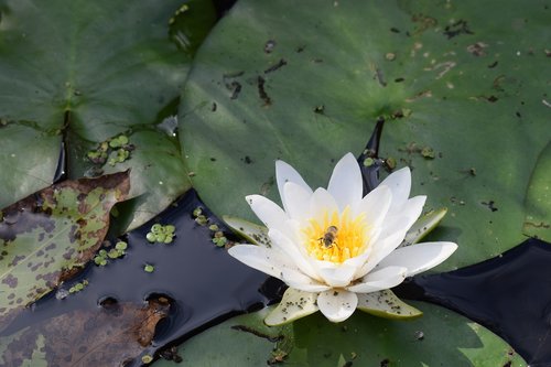 lily  water  water lily