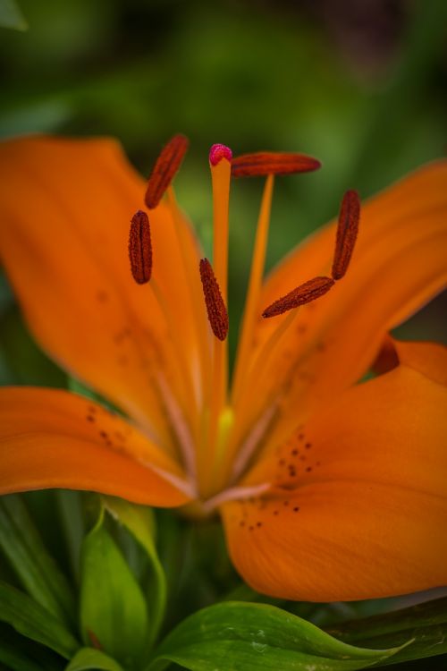 lily fiery lily lilium bulbiferum