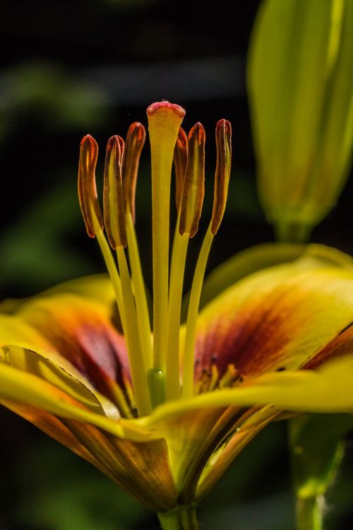 lily asian lily lilium asiatic