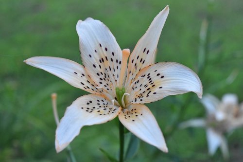 lily  flower  outdoor