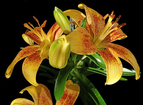 lily  yellow  asiatic