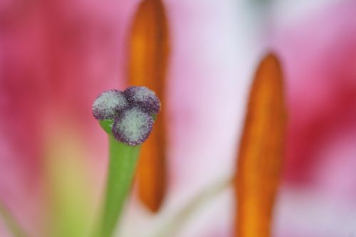 lily fruchststempel macro