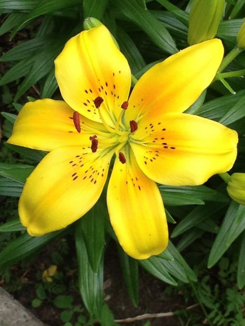 lily yellow flower