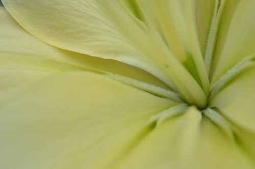 lily  flower  core
