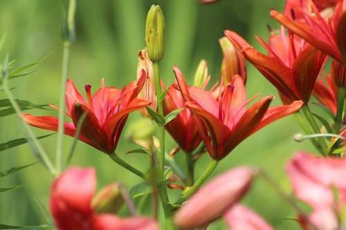 lily  red lily  flowers