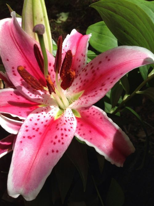 lily stargazer floral