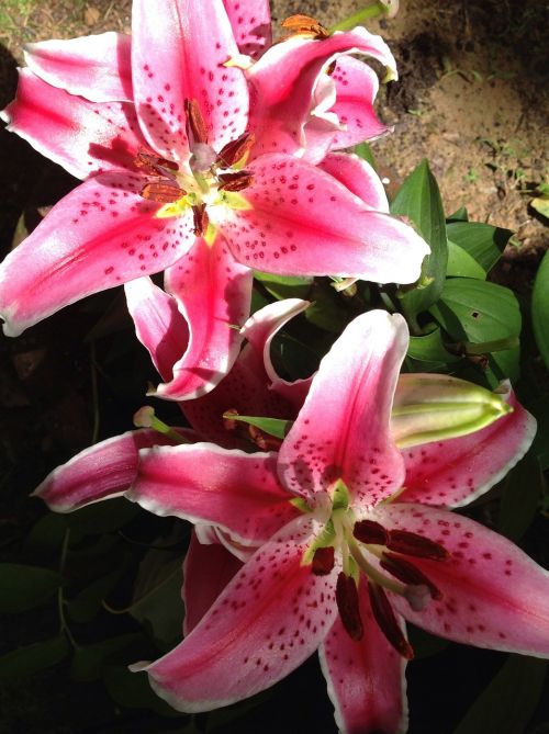 lily stargazer pink