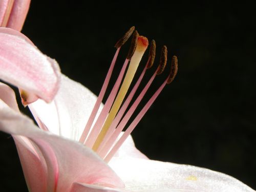 lily flower stamp flower