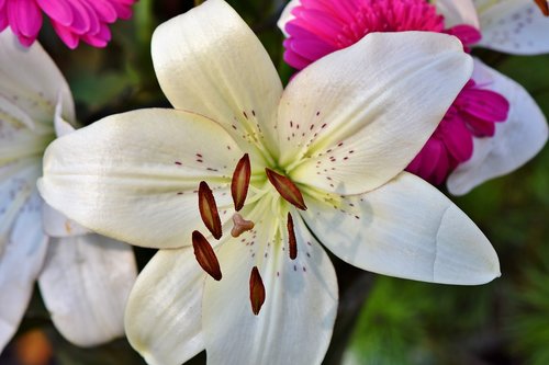 lily  blossom  bloom