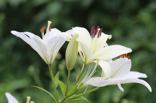 lily  white lilies  flowers