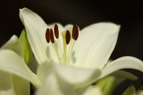 lily  flower  blossom