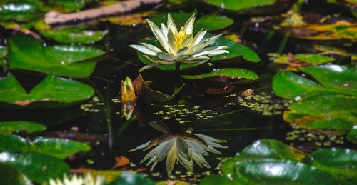 lily  water lily  lotus