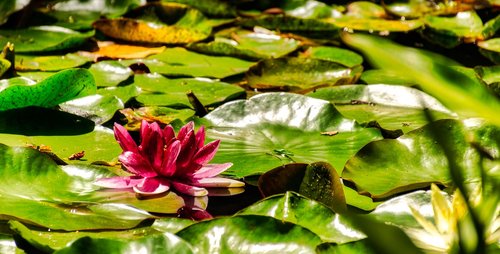 lily  waterlily  lotus