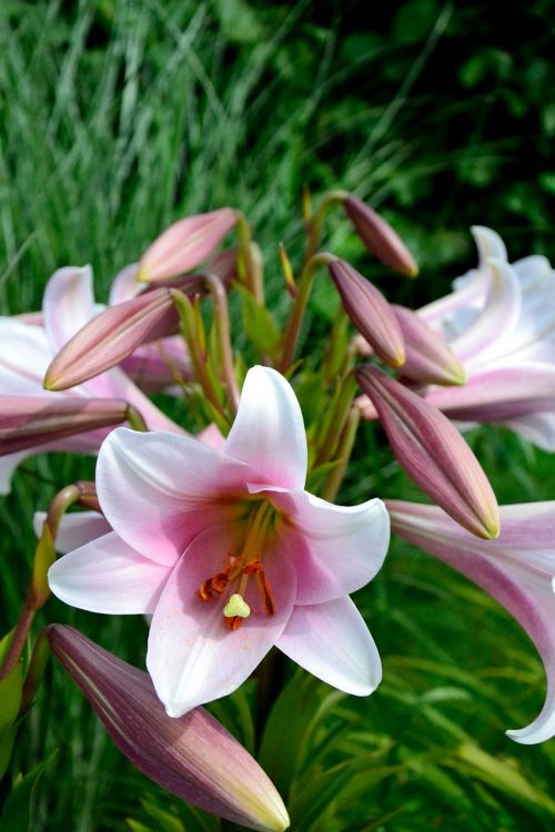 lily flower pink