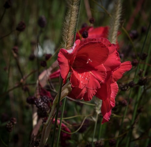 lily  flower  blossom