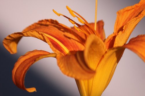 lily  yellow  orange