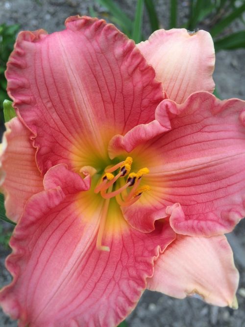 lily flower daylily