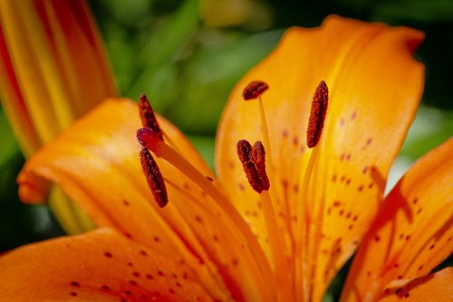 lily  orange  closeup