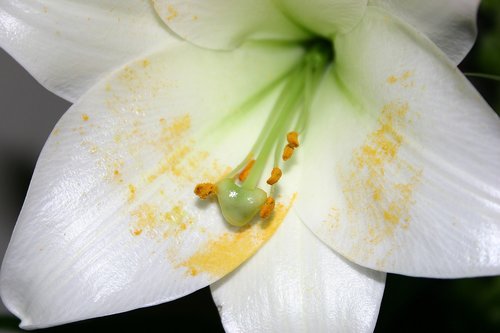 lily  flower  stamen