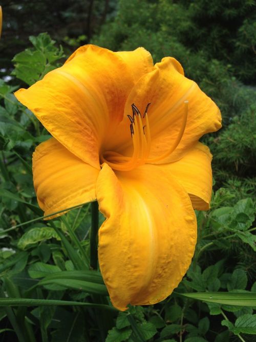 lily flower yellow