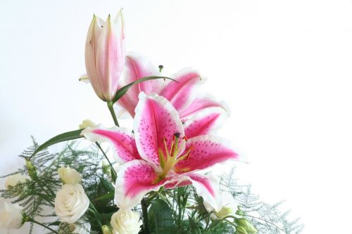 lily flower pink