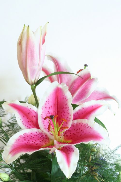 lily flower pink