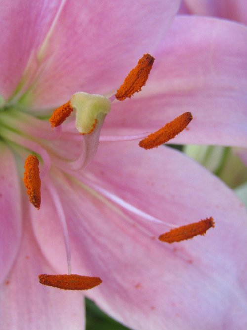lily  pollen  blossom