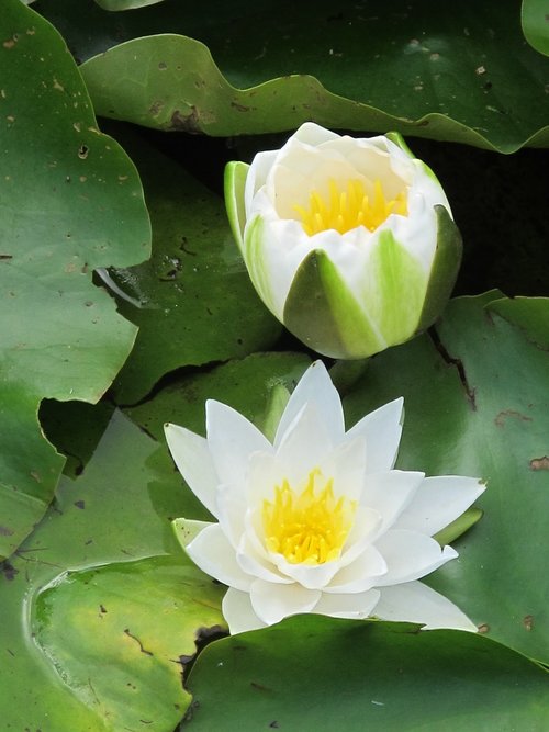 lily  white lily  water lily