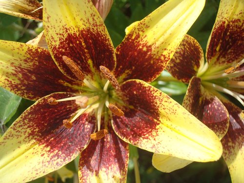 lily  money  flower