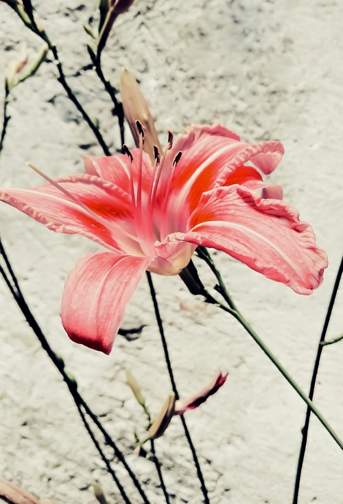 lily  flower  nature