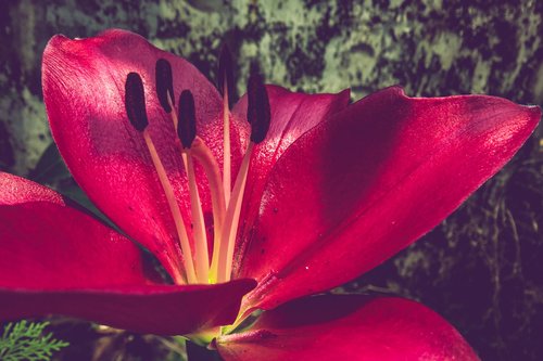 lily  magenta  flower