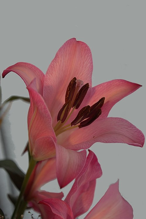 lily  flowers  pink