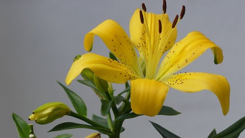 lily  yellow  nature