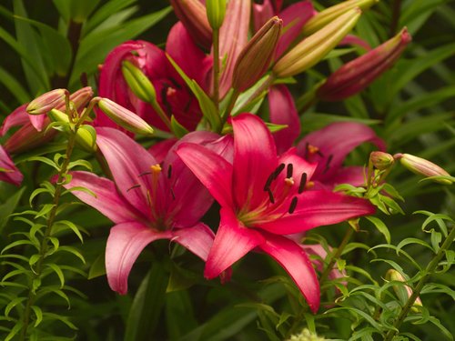 lily  pink  flower