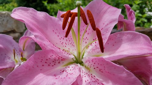 lily  pink  garden