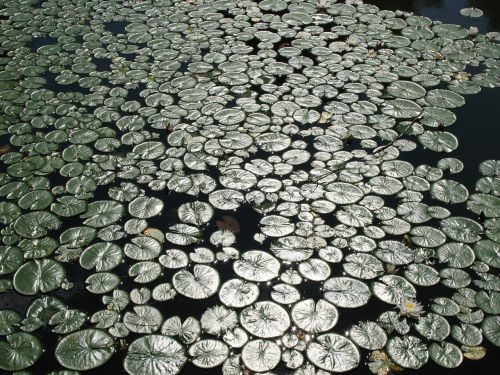 lily pond water