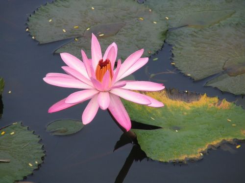 lily pink bloom