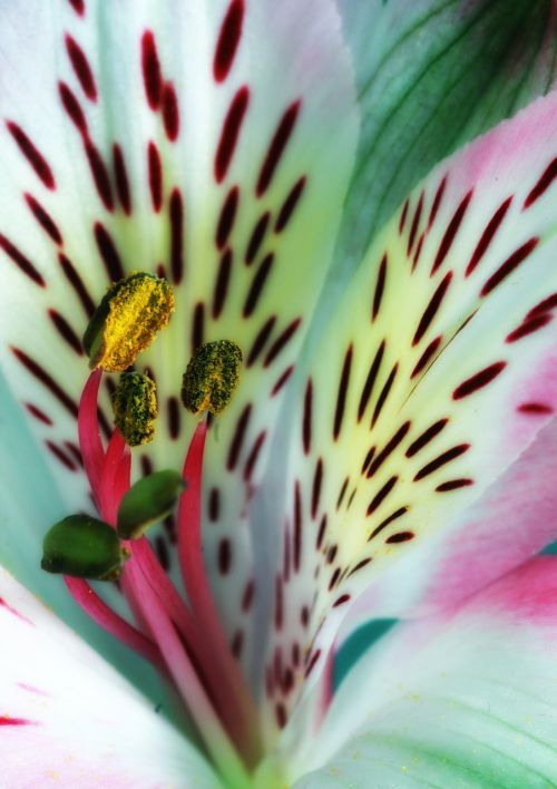 lily stamens pollen