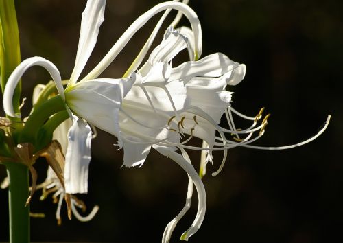 lily flower white