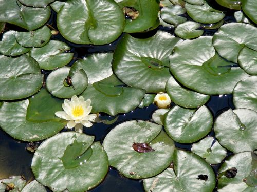 lily leaf lake