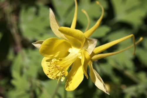 lily flower wildflower