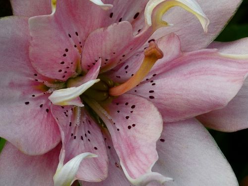 lily macro red