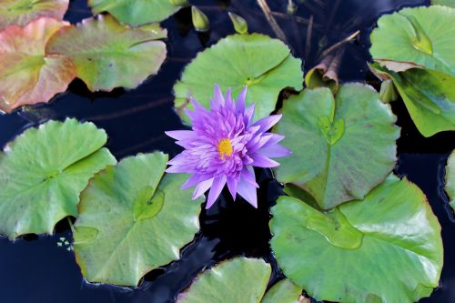 lily lily pad flower