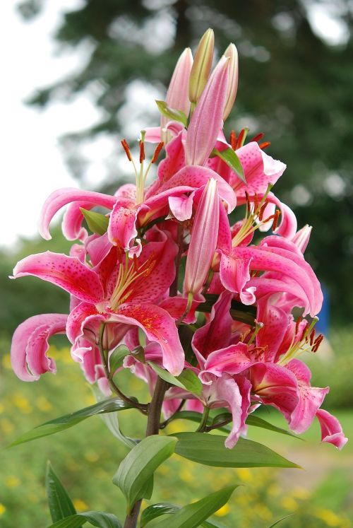 lily flower pink