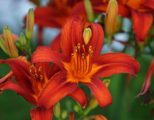 lily orange flower