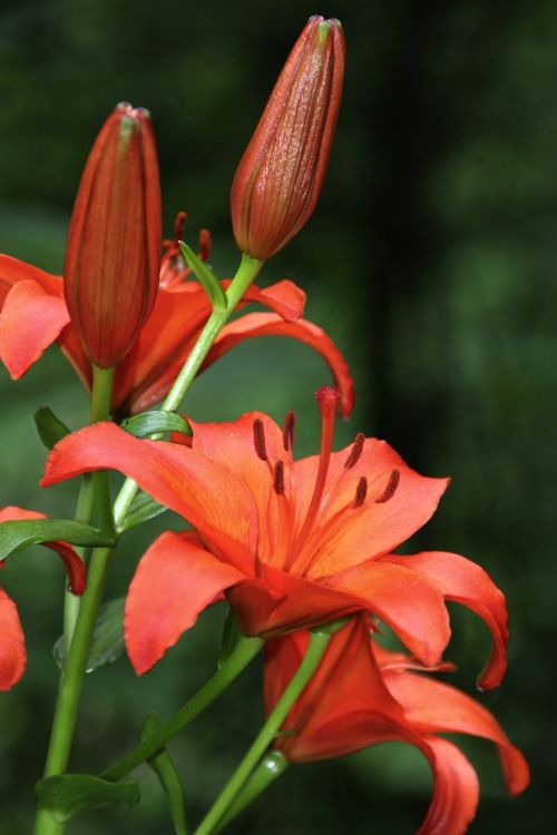 lily red blossom