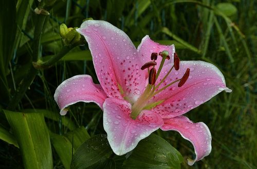 lily stargazer floral