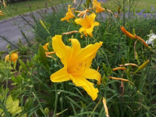 lily yellow blossom